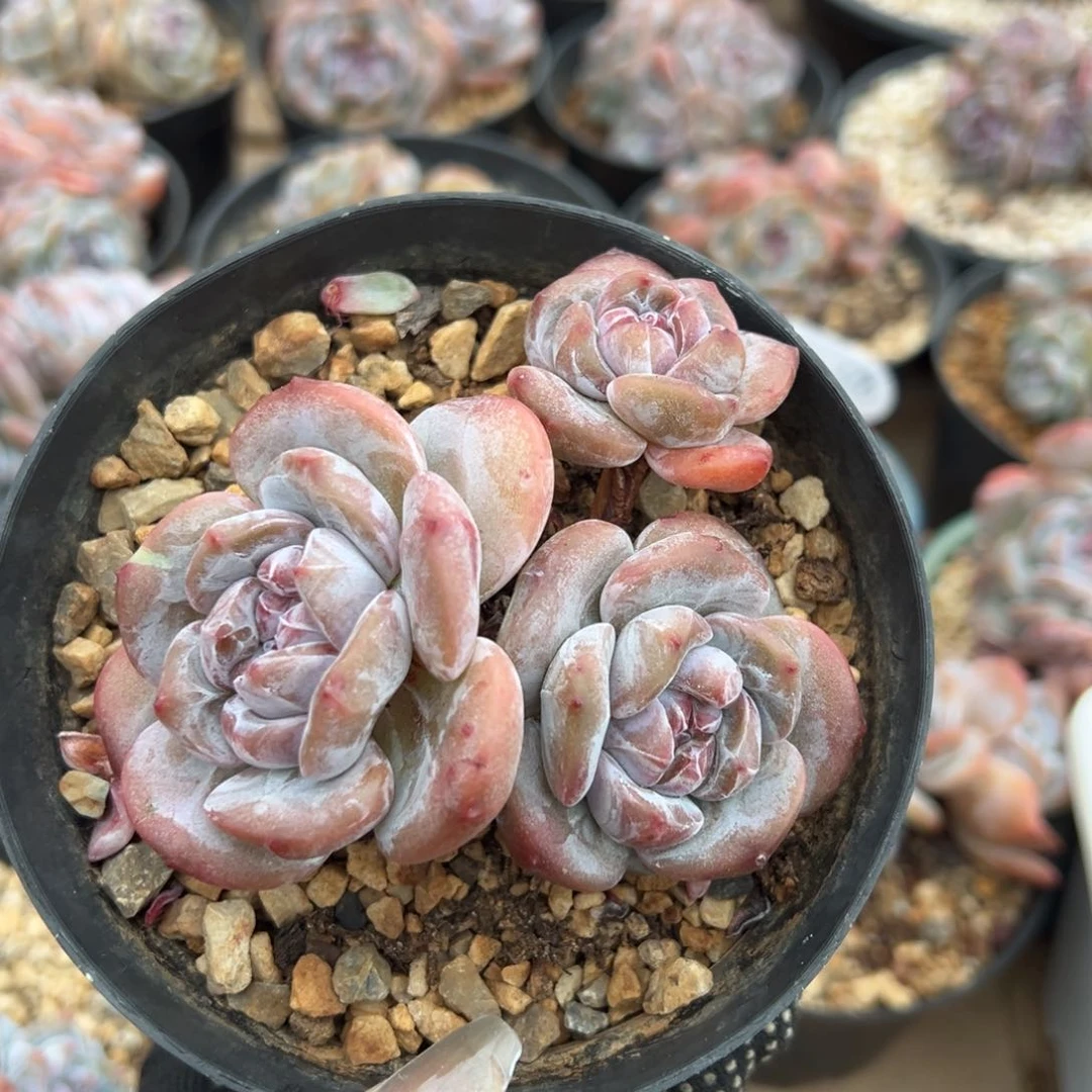 三头趴地紫心哈哈哈