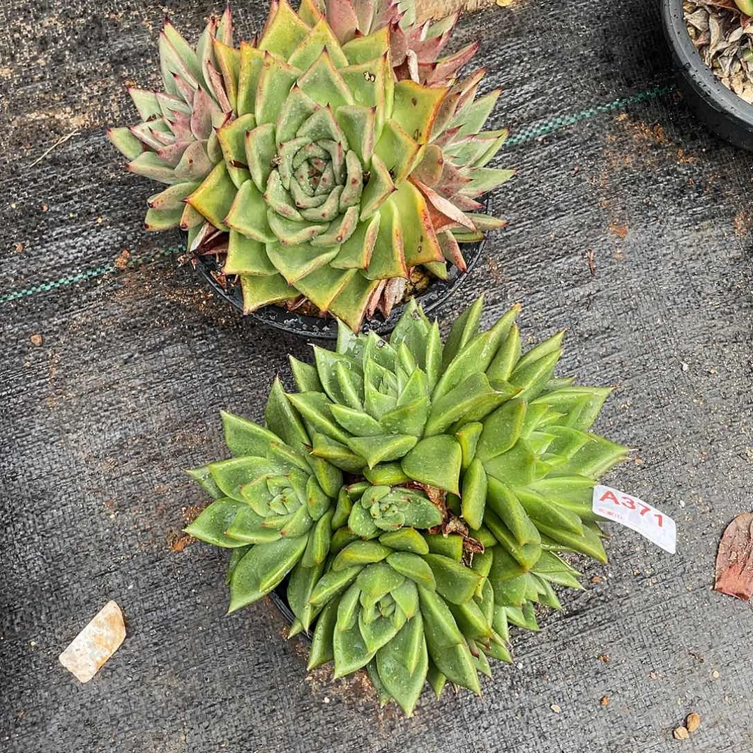 若如东云组拍A371