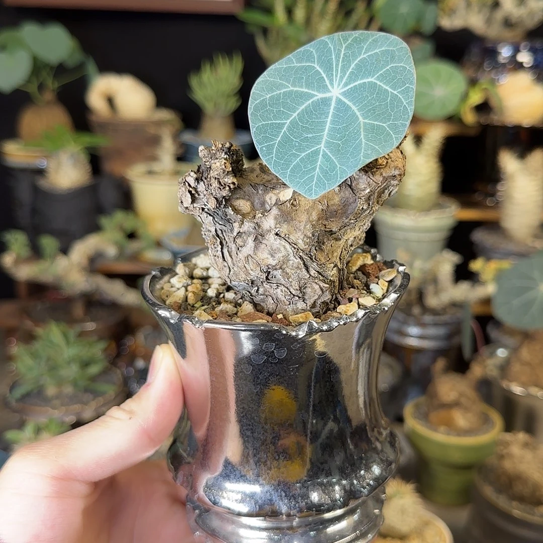 一物一拍老家一叶龟29