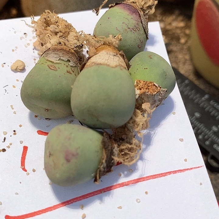 17505嘟嘟嘴一颗有伤