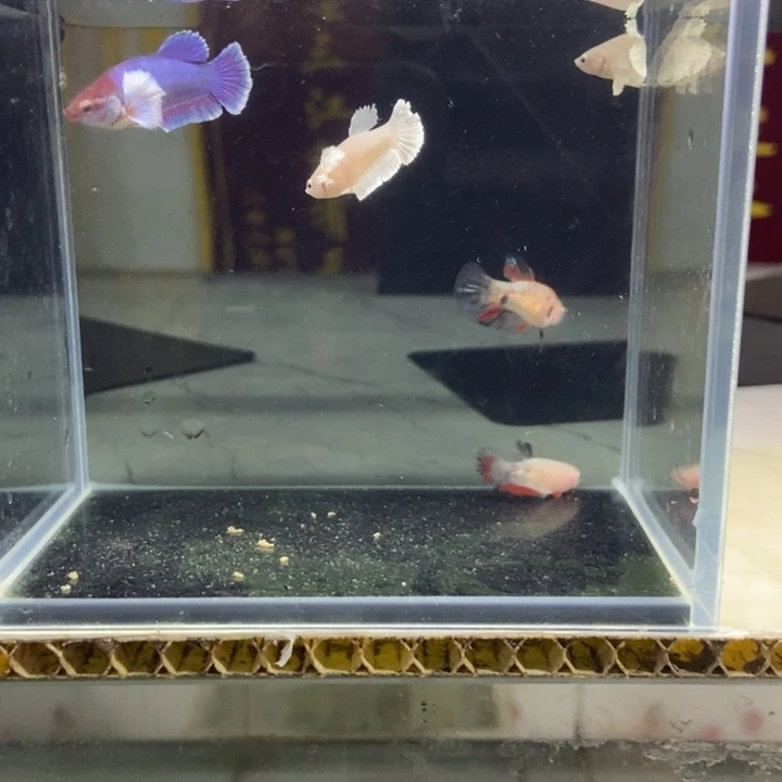 斗鱼包活不包损所见即所得042