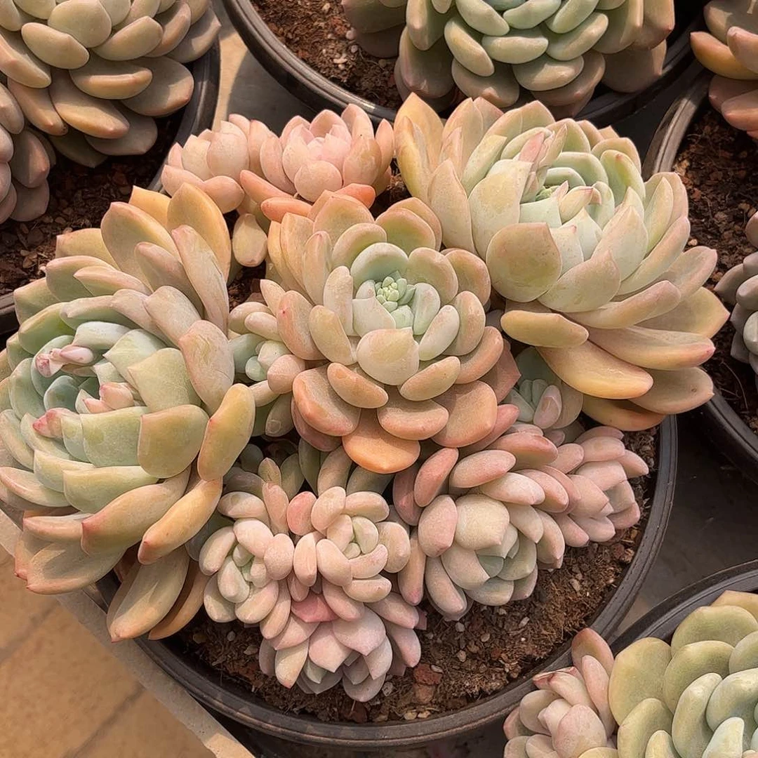 寄养链接的肉肉的肉肉