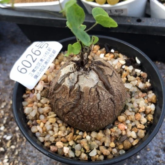 6026，新年福利4.7厘米