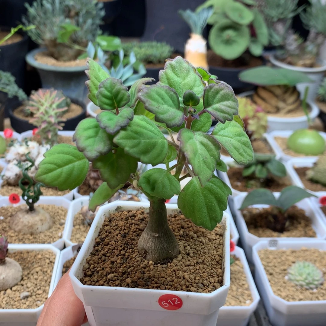 爱氏延命草多肉带盆512