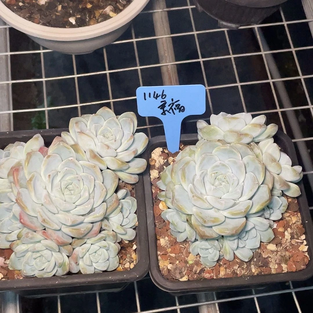 这么样我就不会冰玉1146