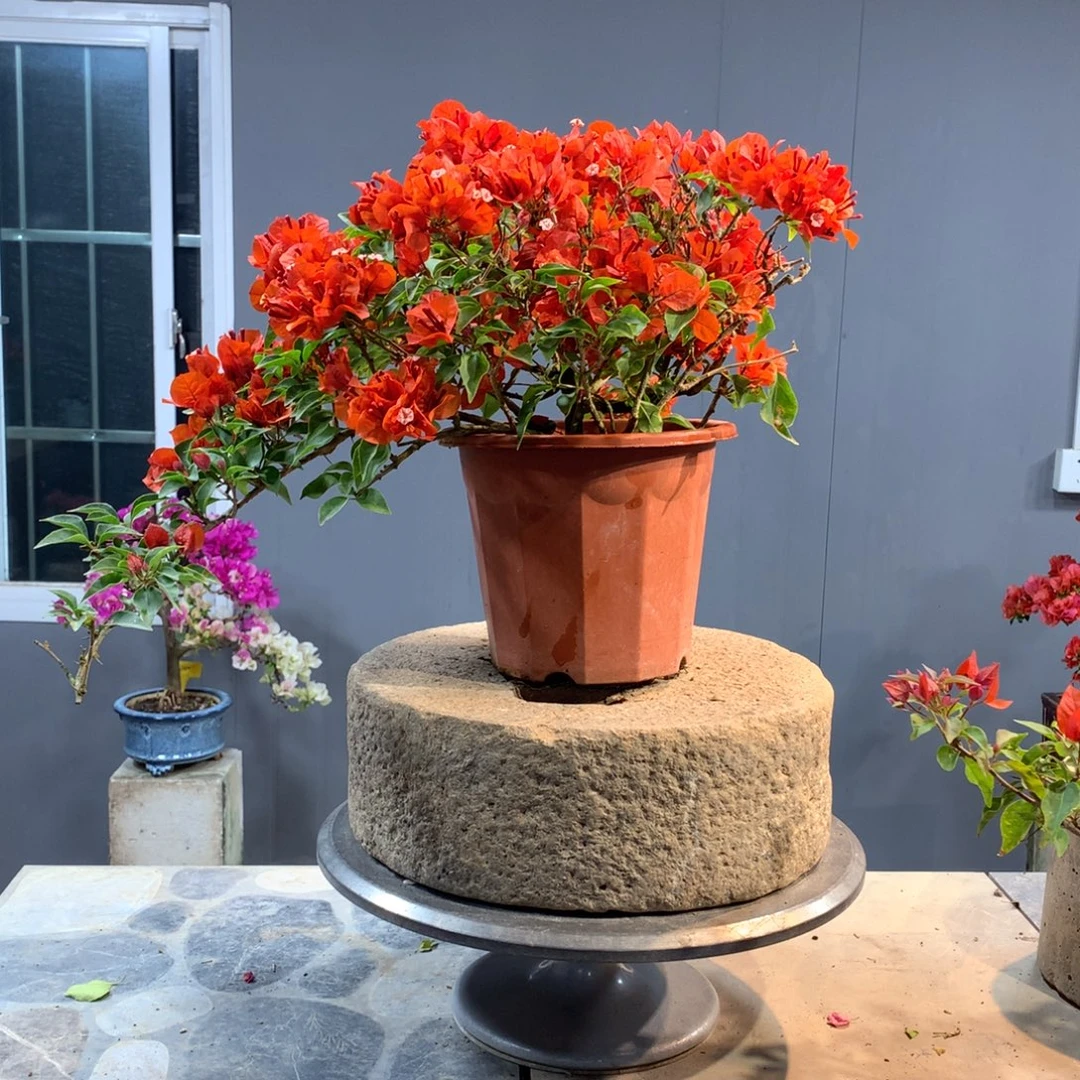 大量花朵（建议范围：8朵-15朵 或40%以上）