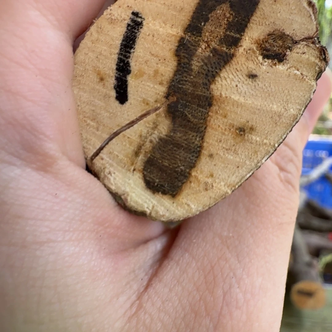 线香奇楠沉香原木