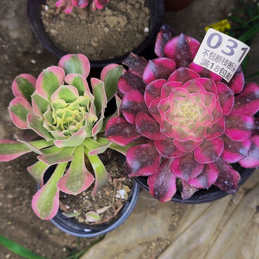 031 两个多肉法师的