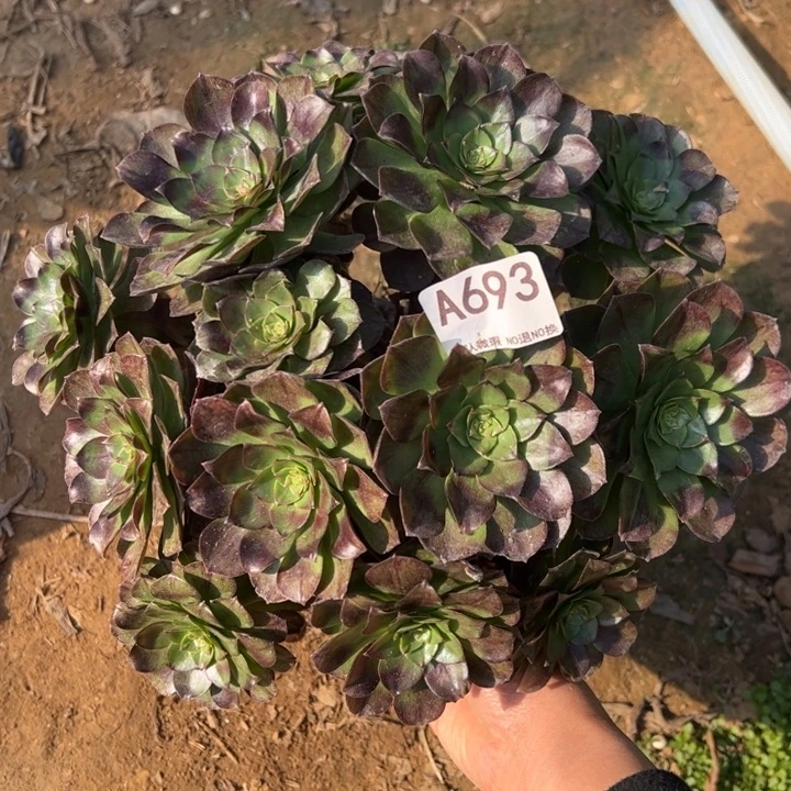 黑魔多肉植物693.