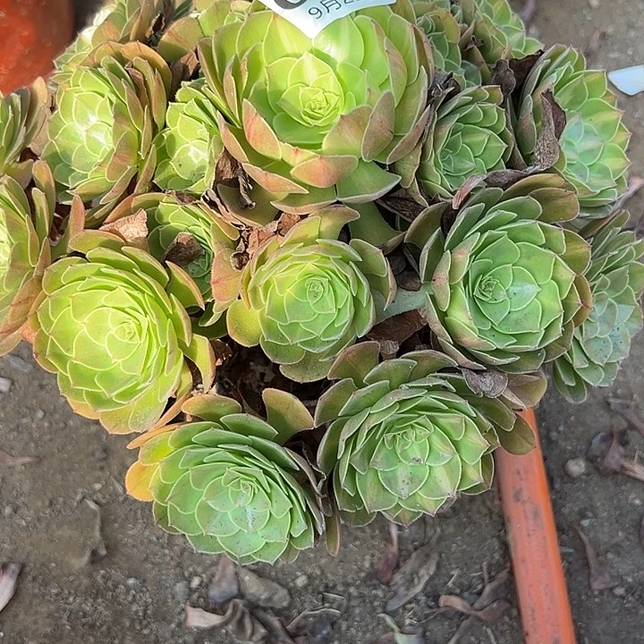 9.25.54倾城中班多肉植物6