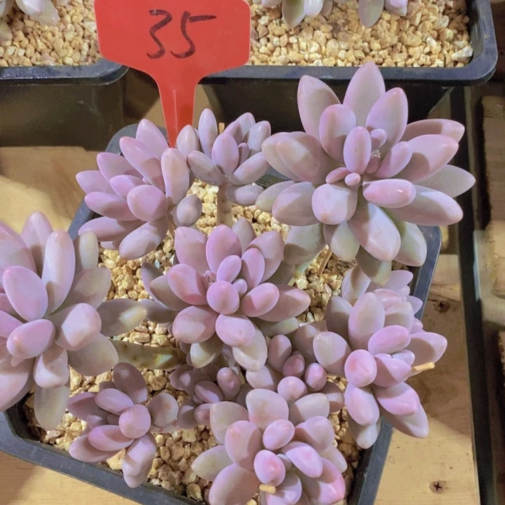 是吗不说实话就说