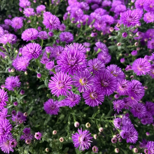 【缤纷甄选】精品玫红色紫菀到手两盆绿植鲁冰花