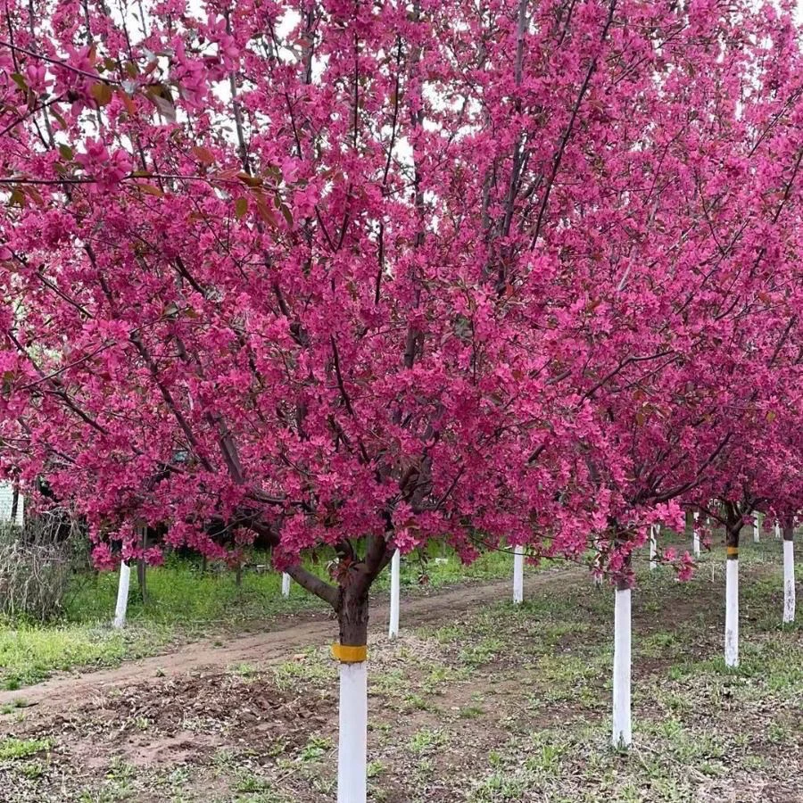 耐寒耐热红梅树盆栽绿植室内阳台花卉梅花盆景浓香美观带花苞