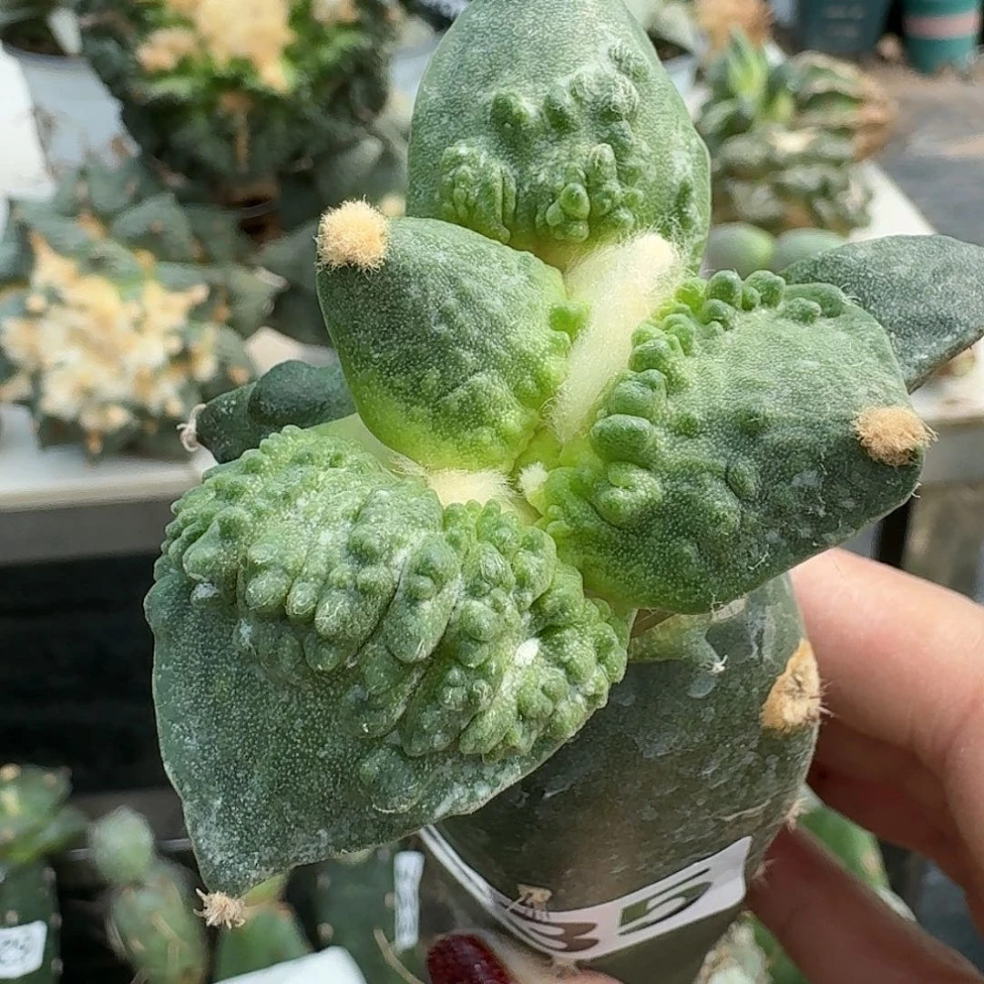 【闪购商品】无花朵汇**浦怒涛935
