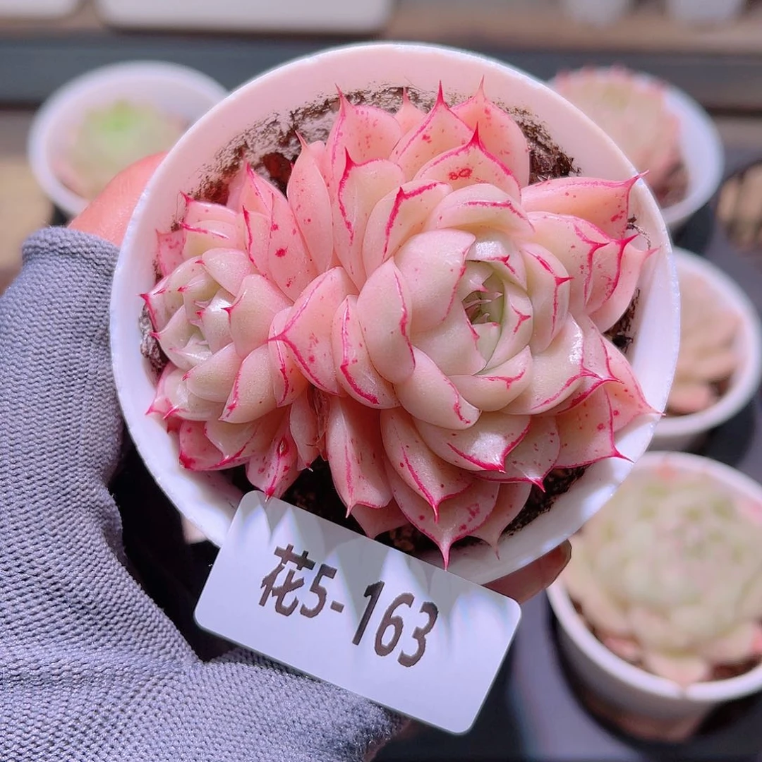 花05163麦秆双头