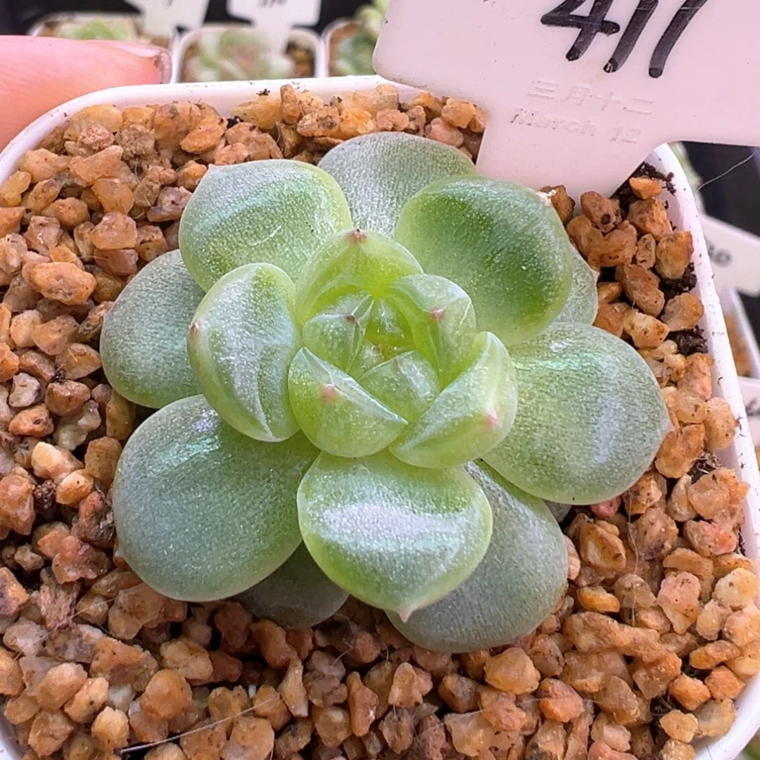 411号新优白透心 晗雨多肉