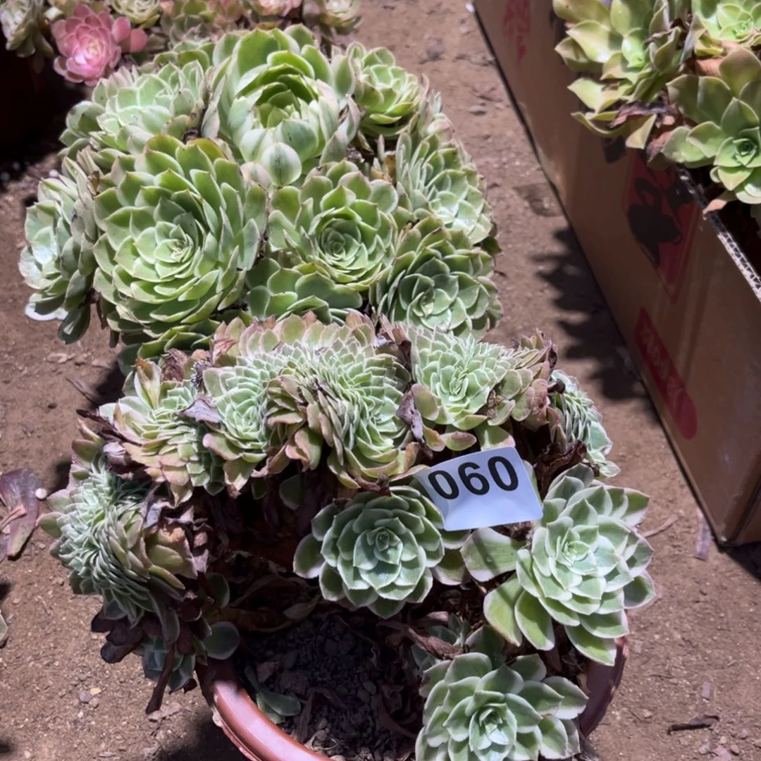 海王缀化多肉法师060