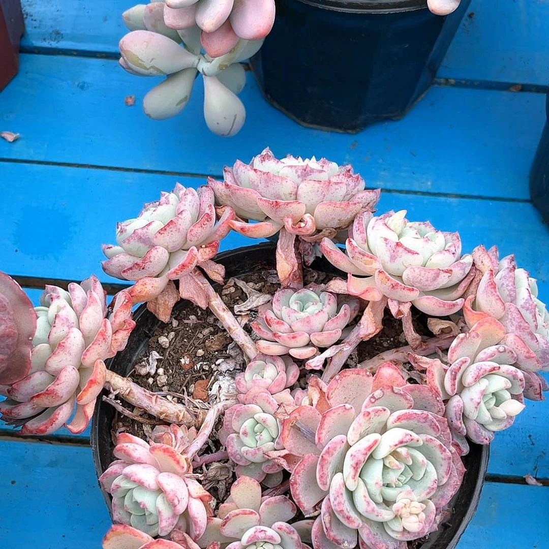 千山雪小群55555