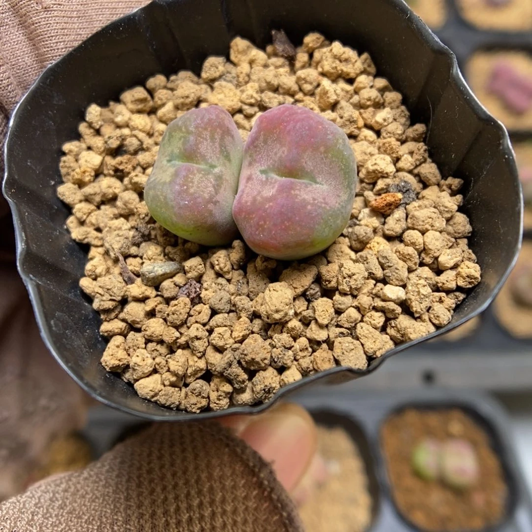 多肉植物肉锥杂交K-3492