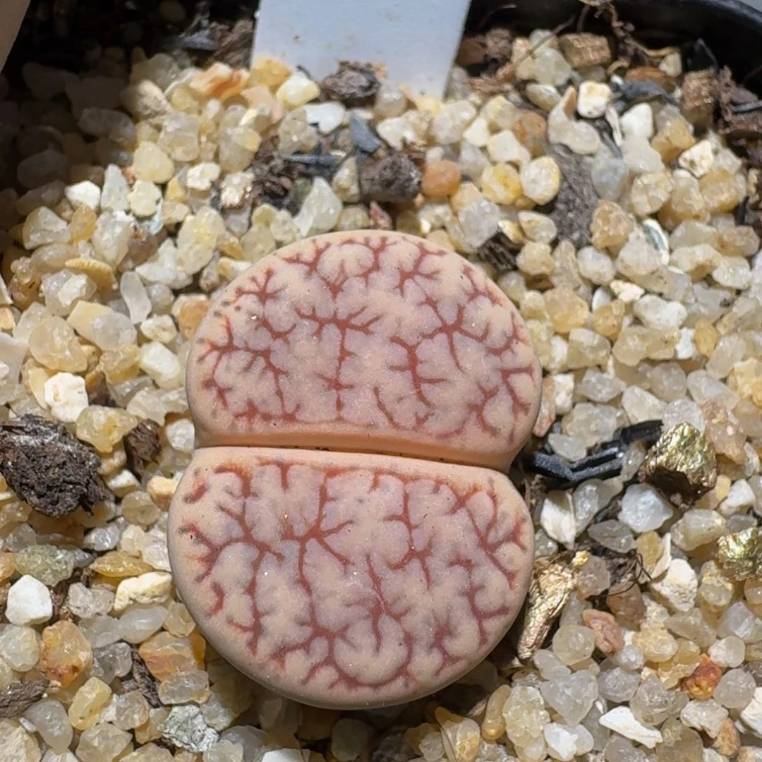 zzzz生石花肉锥子800