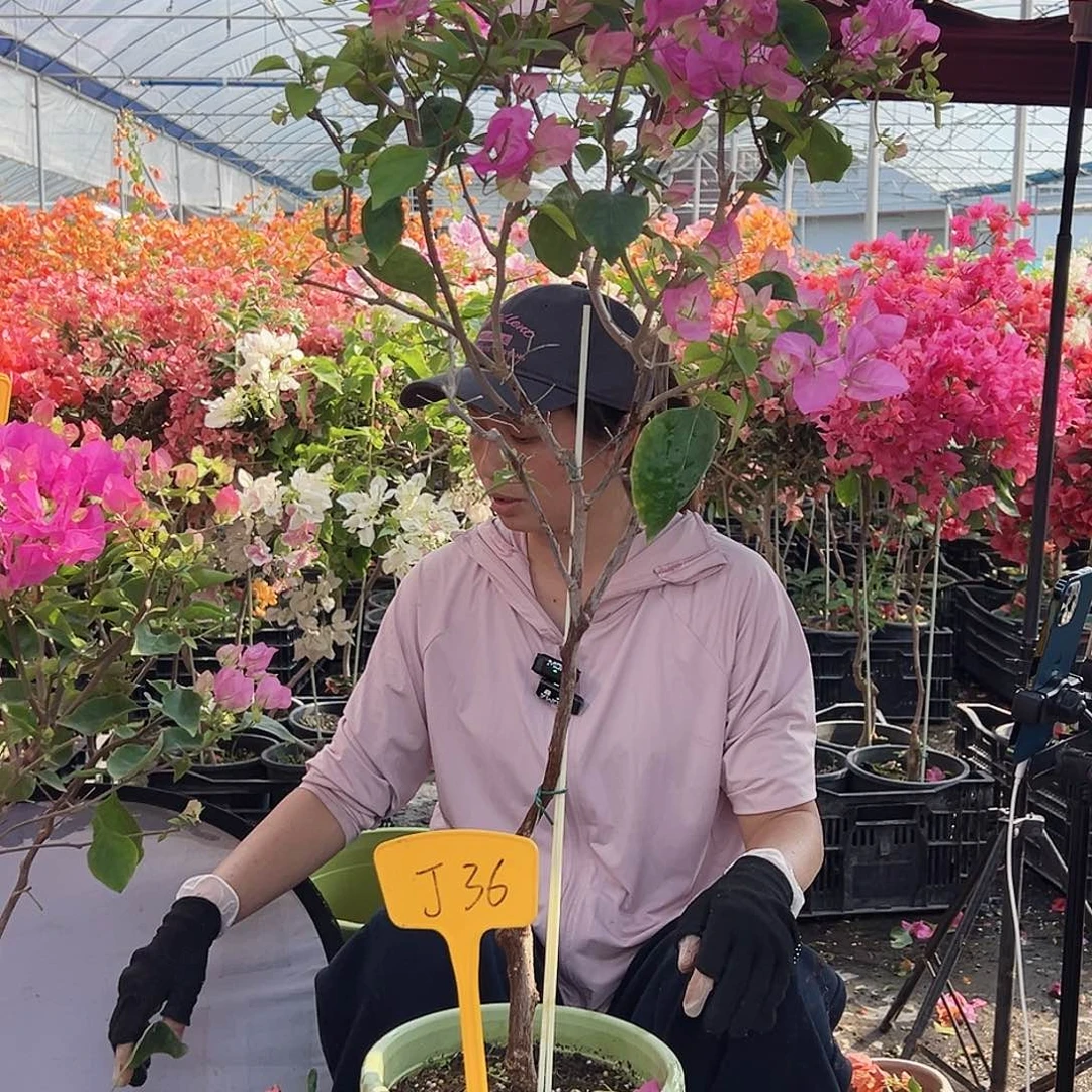 ****婷大部分花苞少量开放J36宫粉