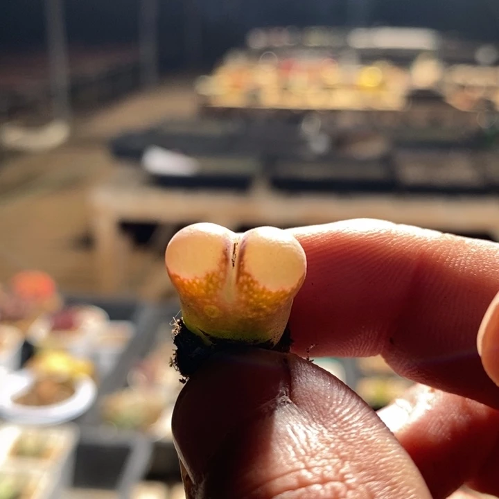 27223一个一个一个