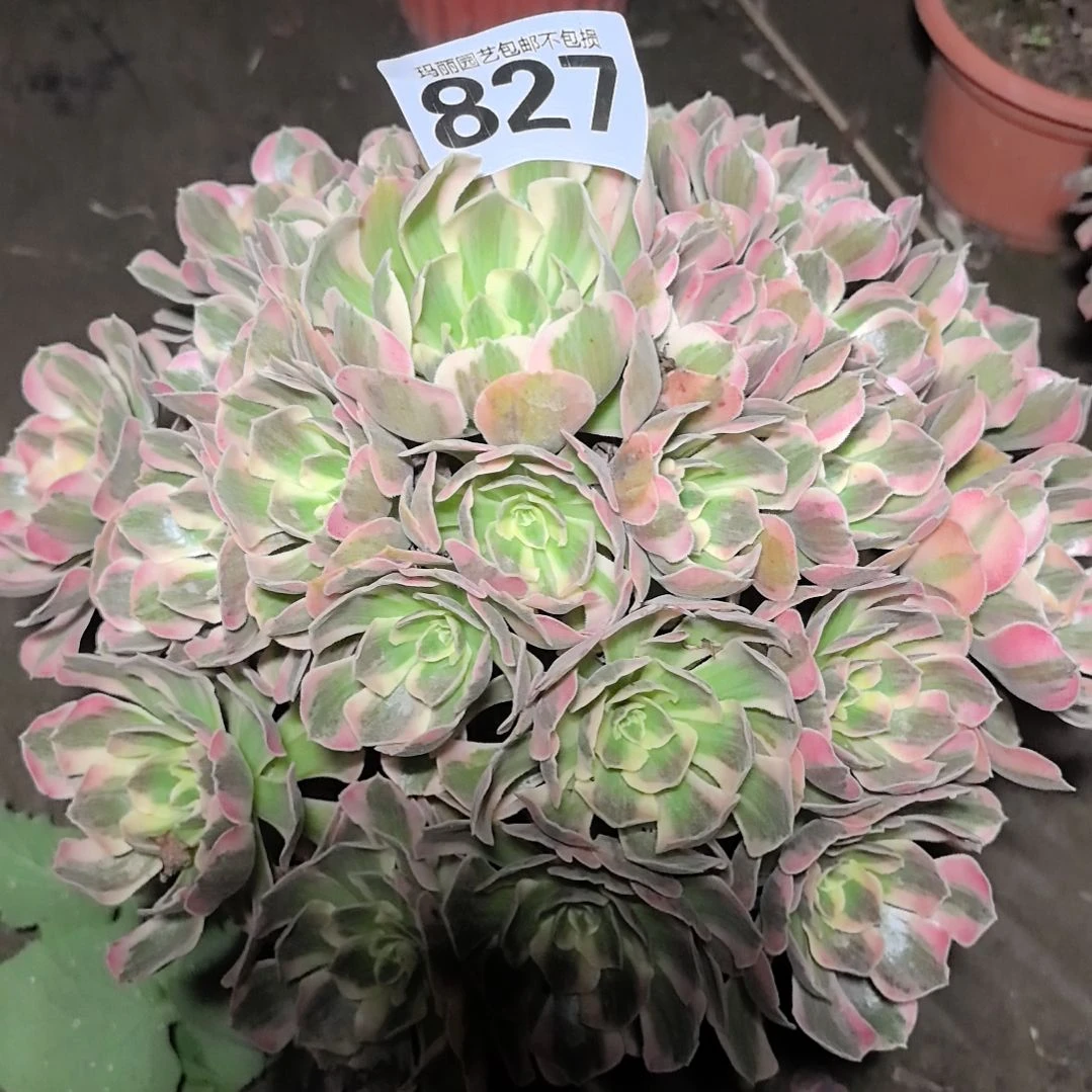 827男神花花法师2-2