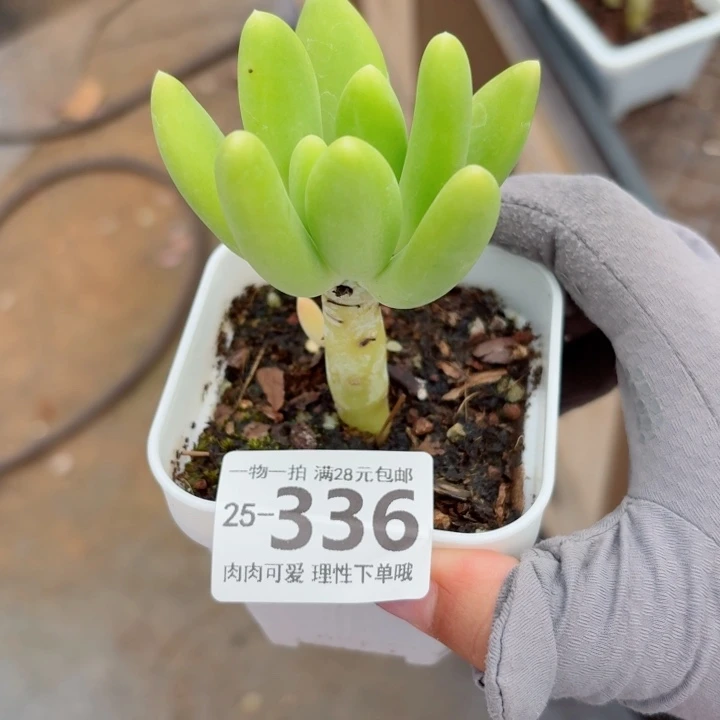 芒果奶多肉无盆土发货