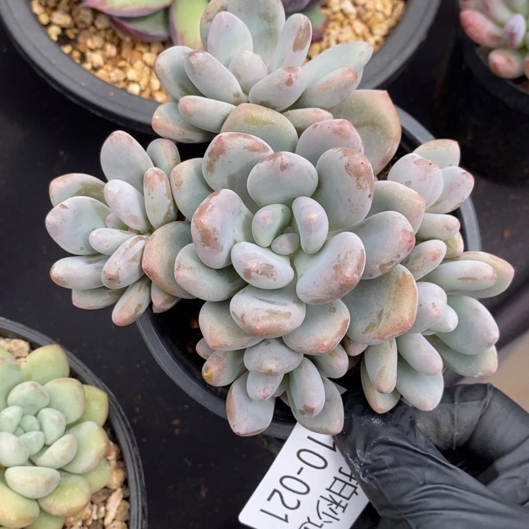 两单包邮1010-21三明治