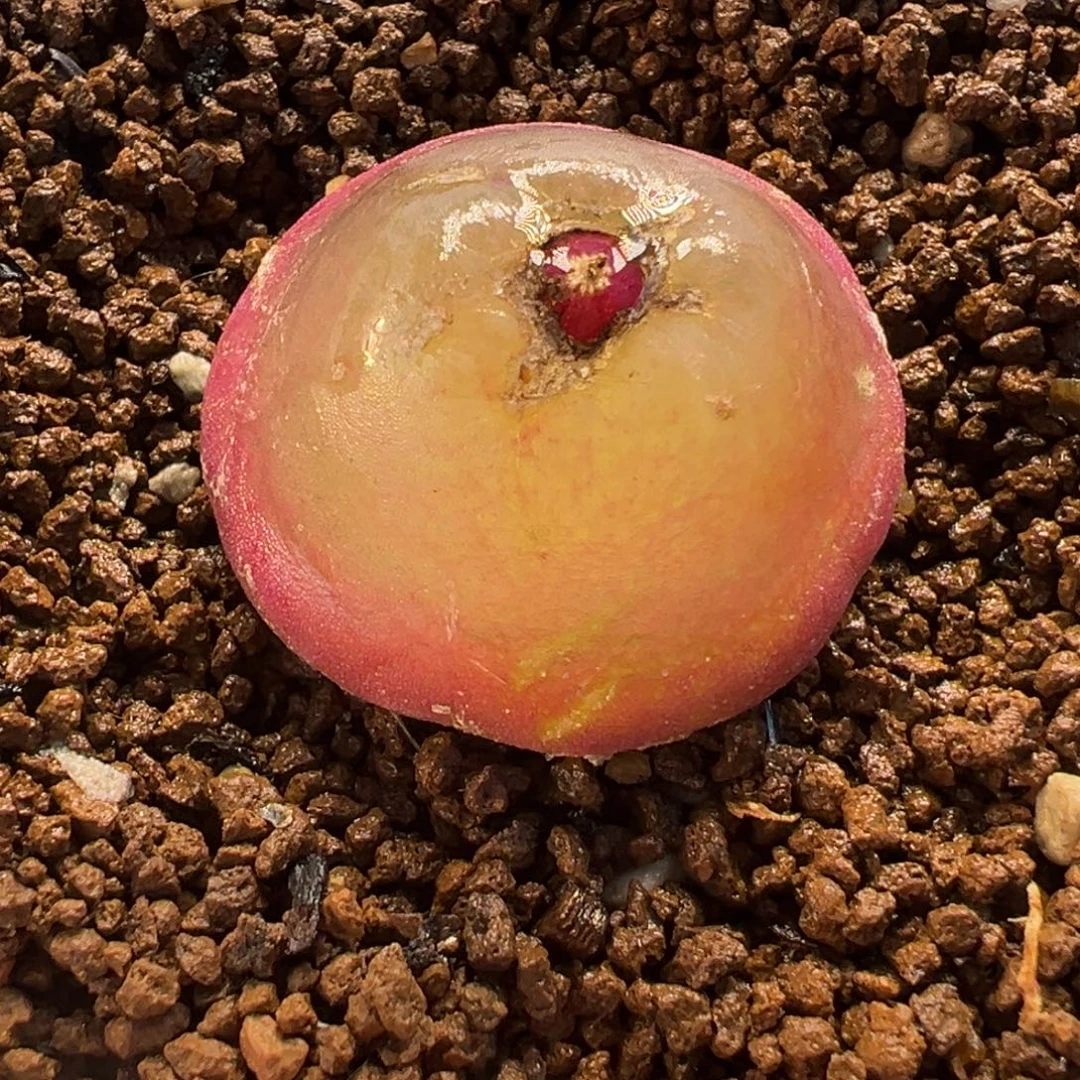 018多肉植物种类多样