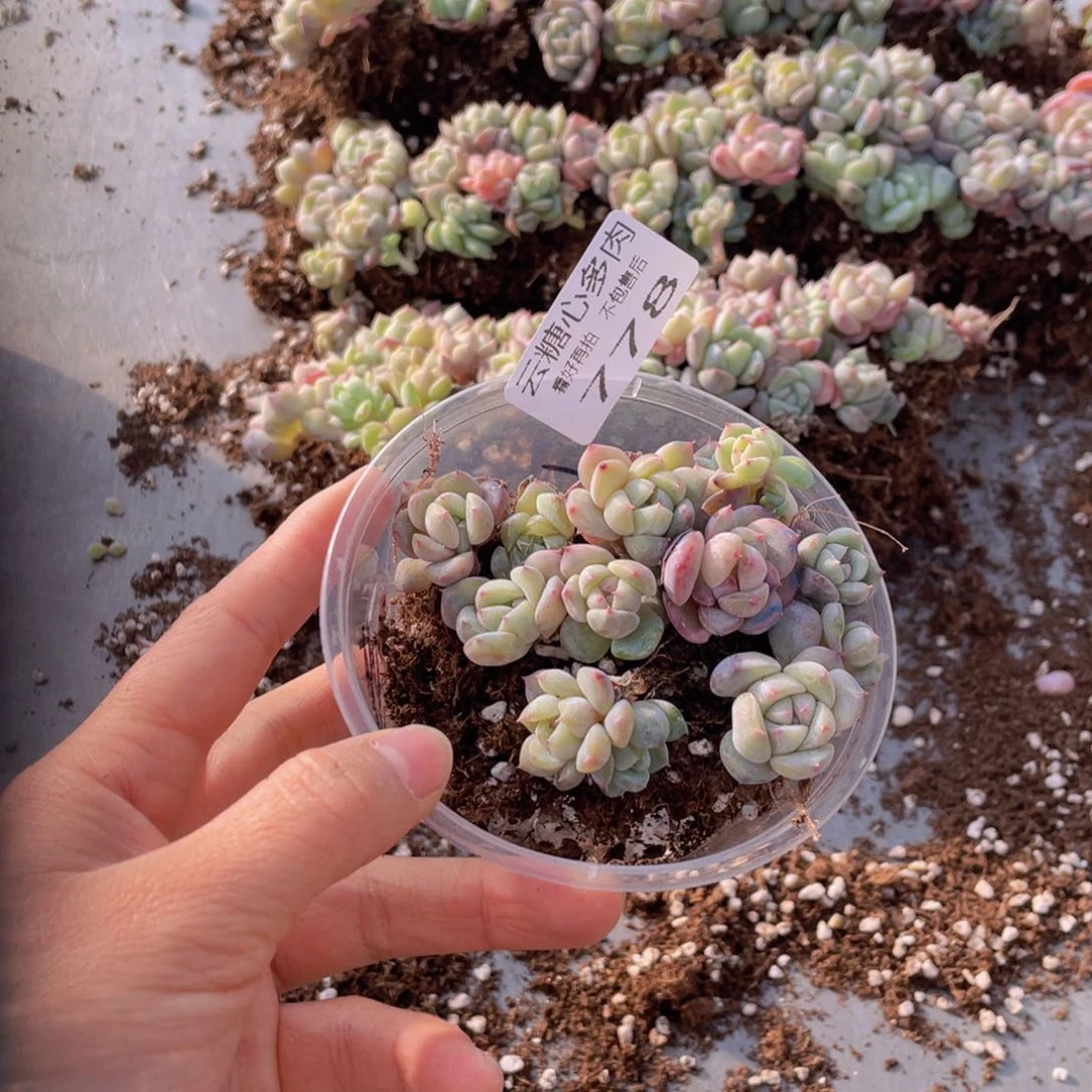 云糖心多肉植物778