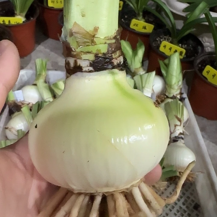 安吉拉7cm，裸球发货