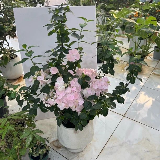 落跑新娘1盆淡粉色