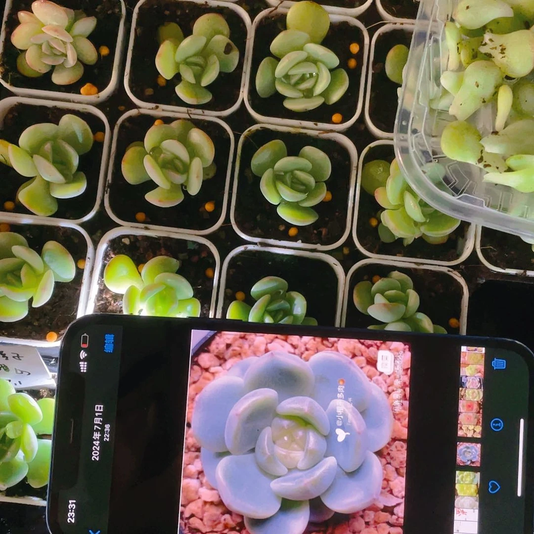 小橙子甜心中盆一个满25包邮