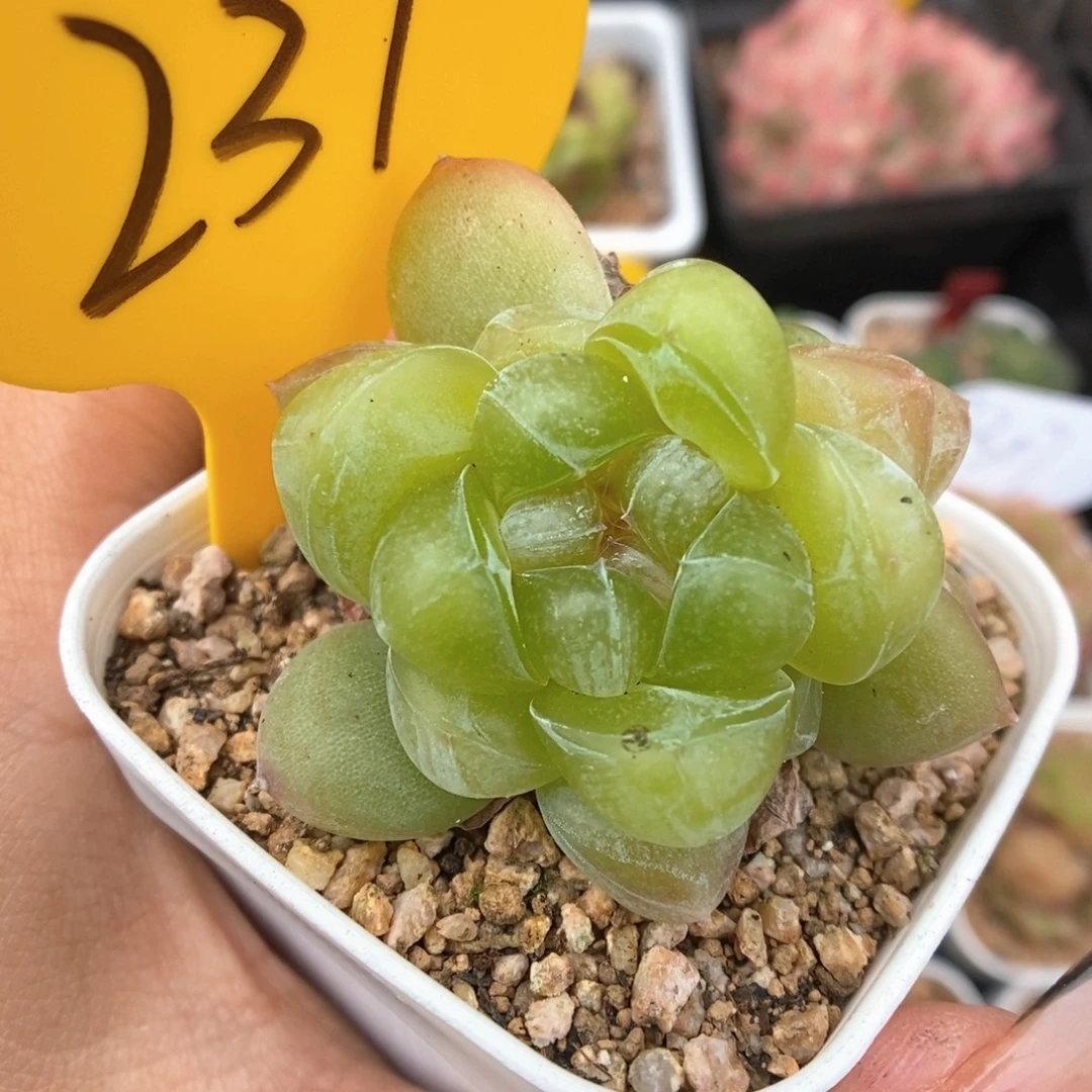 冰淇凌可拍231号。