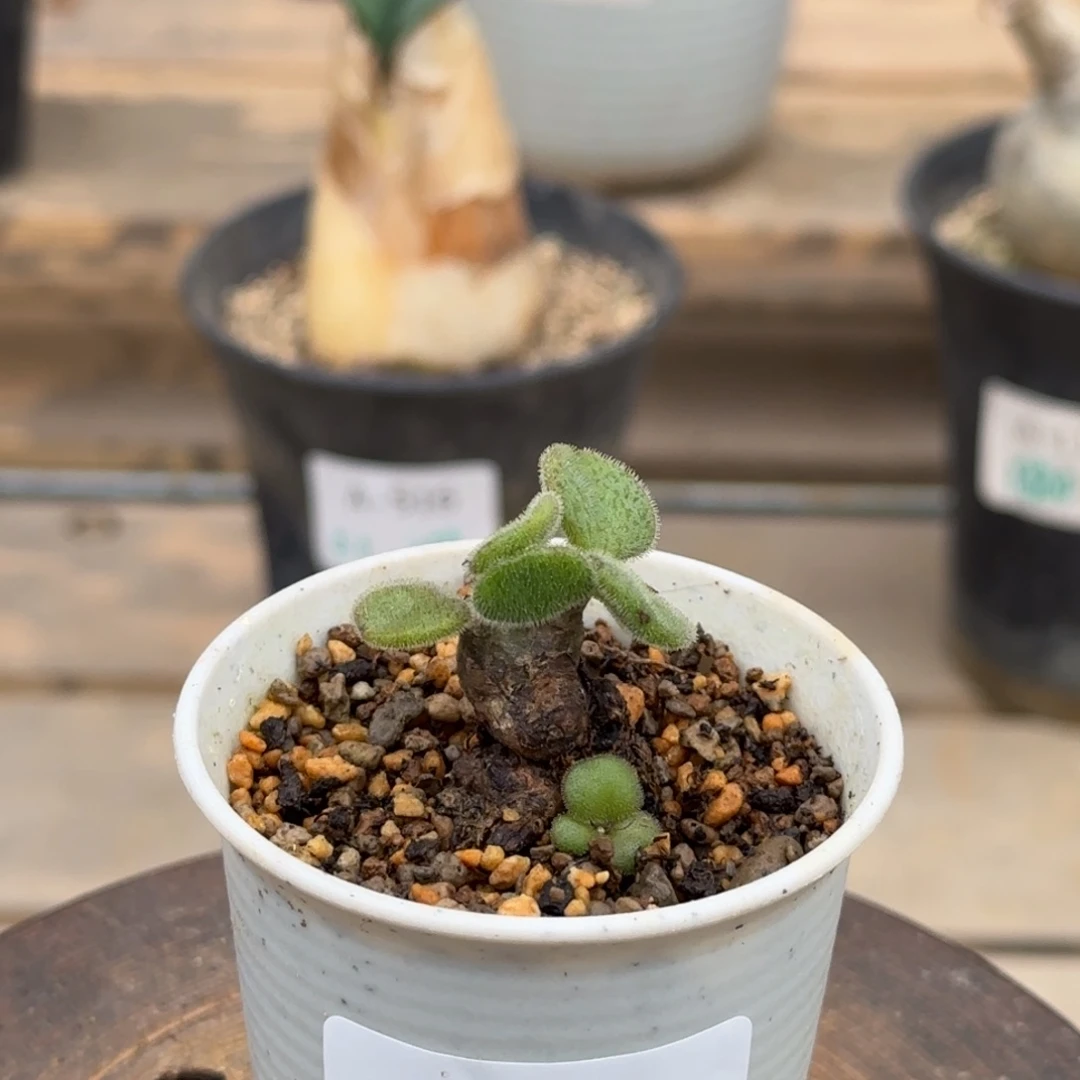 566薛辉奇峰锦块根植物