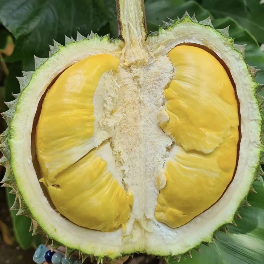 D197猫山王液氮榴莲 马来西亚进口带壳 约5斤 新鲜 核小泉州同城榴莲同城配猫山王马来西亚