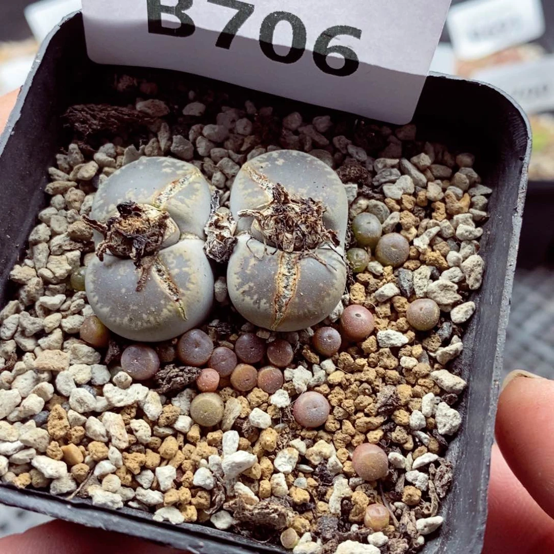 我的小姐姐们都是706