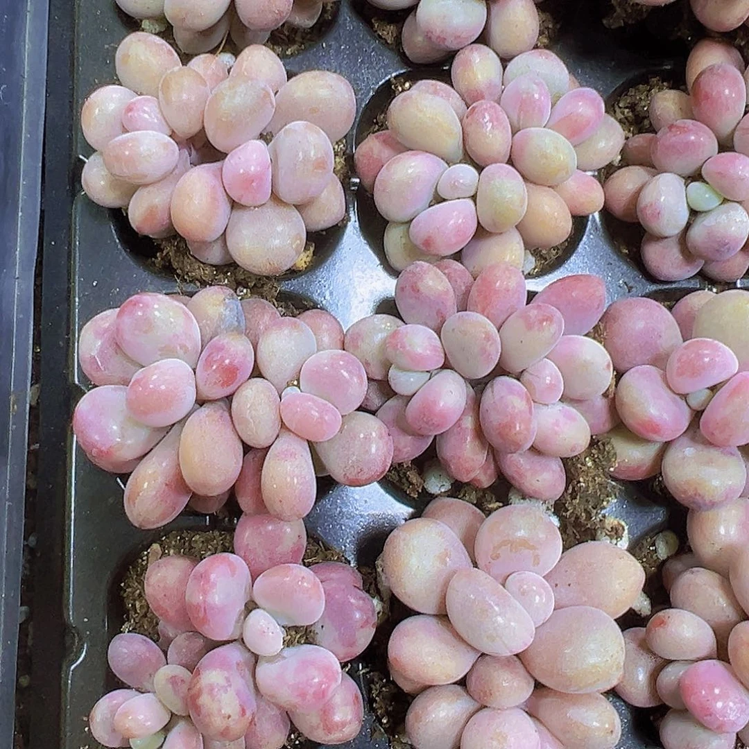 穴盘糖果桃蛋5个多肉