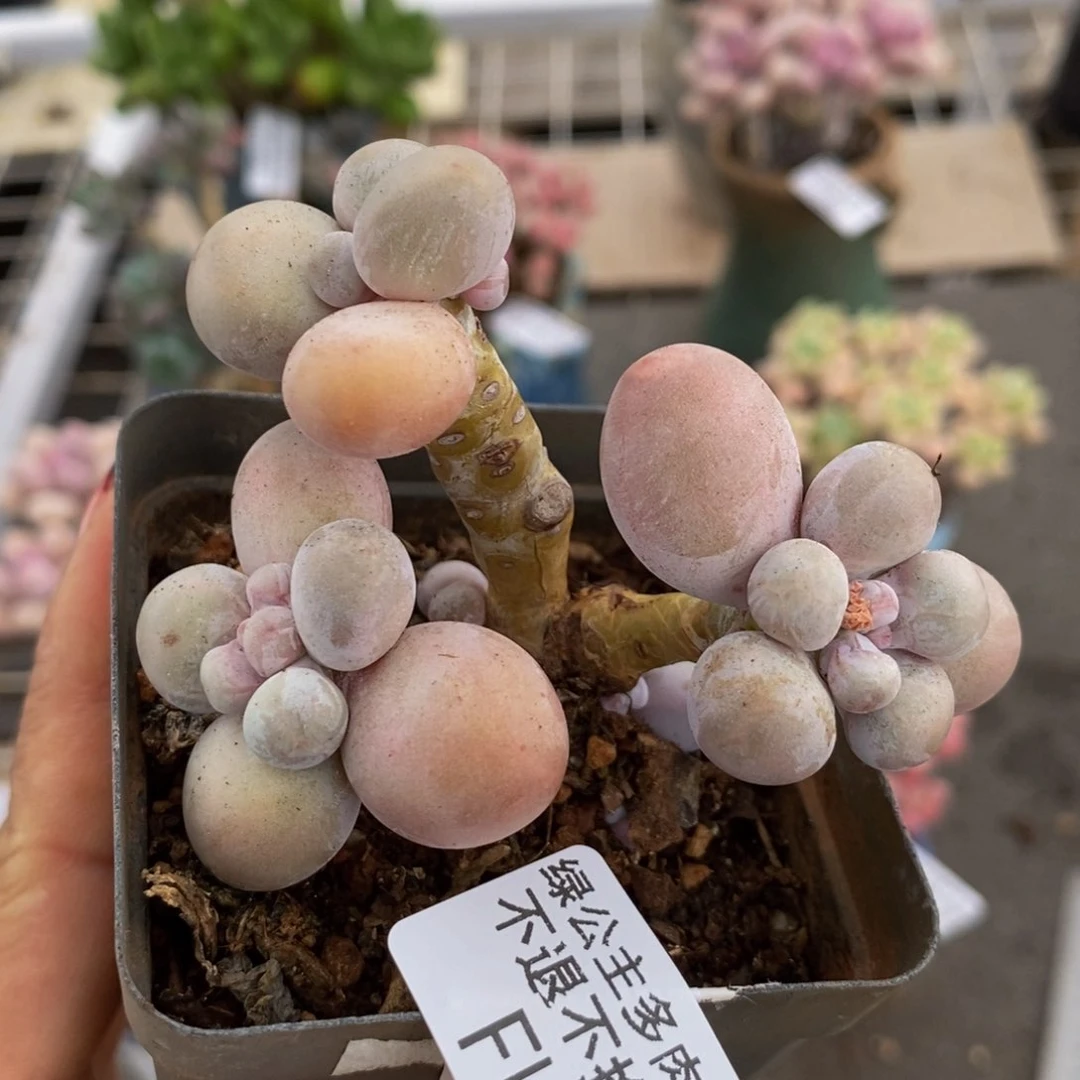 蛋黄奶酪260/7c m
