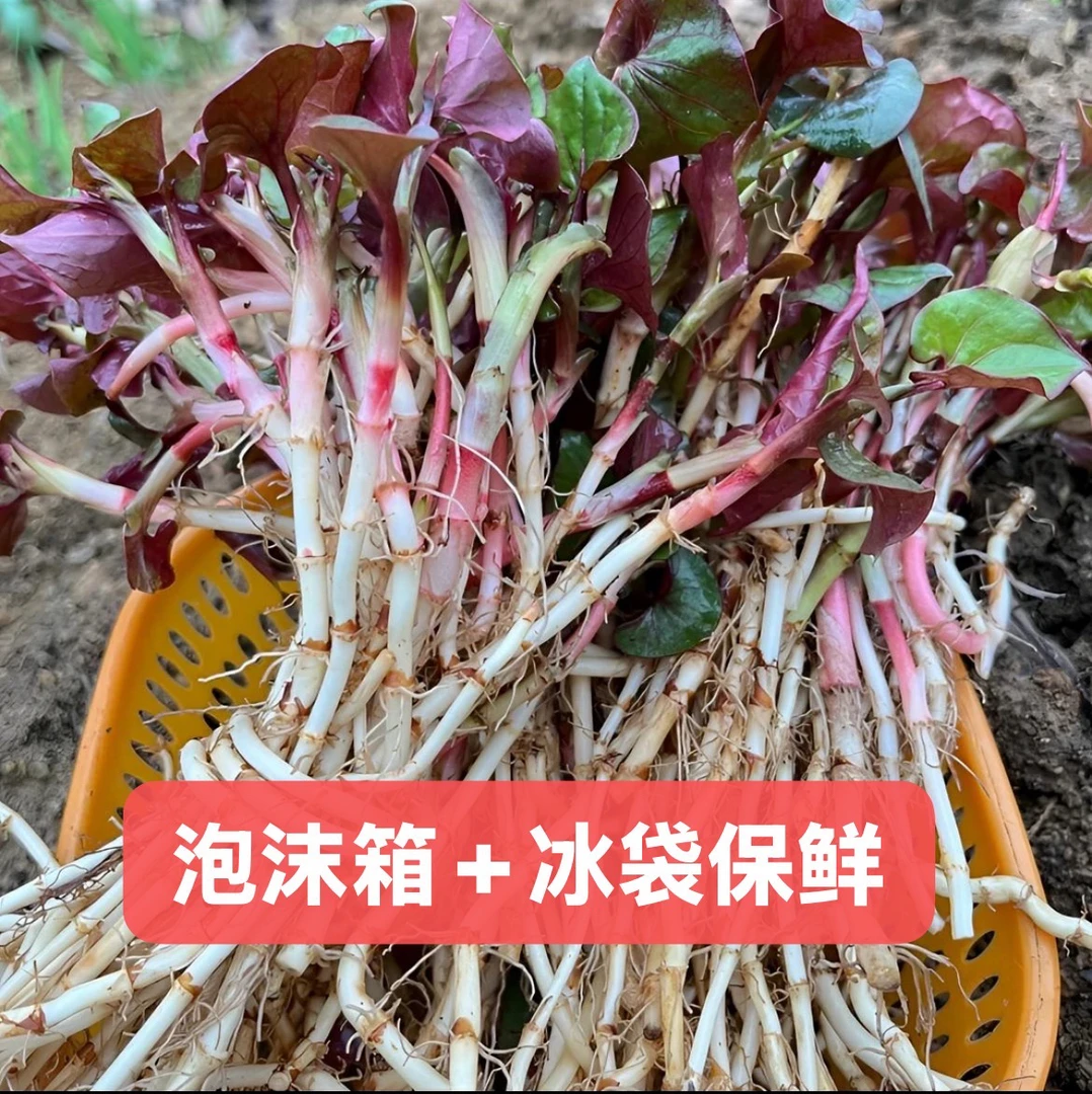【带泥带叶】贵州新鲜折耳根脆嫩野生培育新鲜鱼腥草嫩根现挖应季