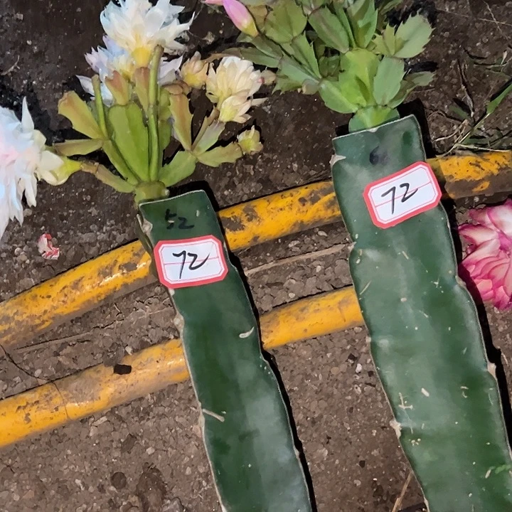 彩***桥，72号带盆052.060