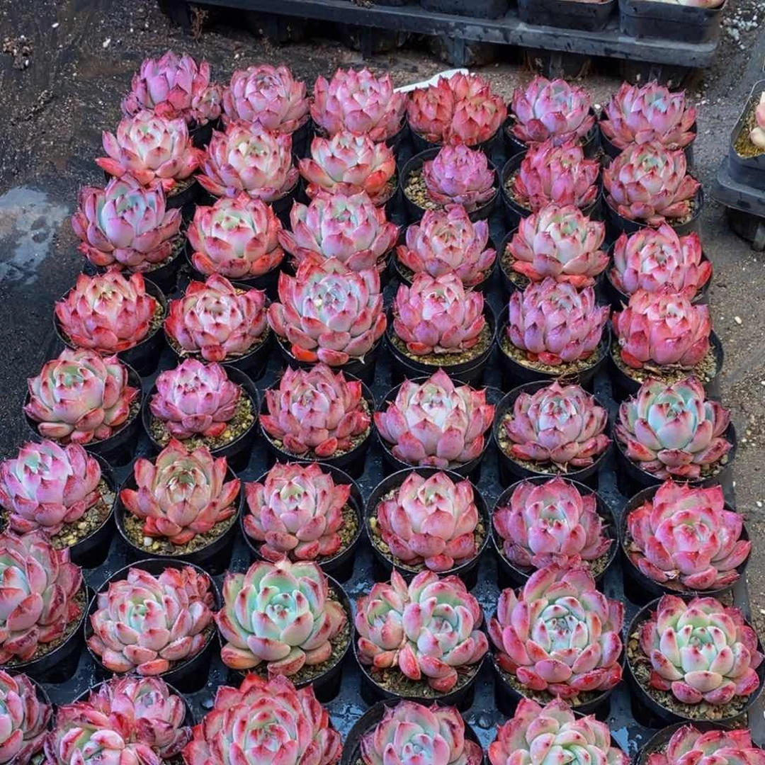 364的人都是这样吗