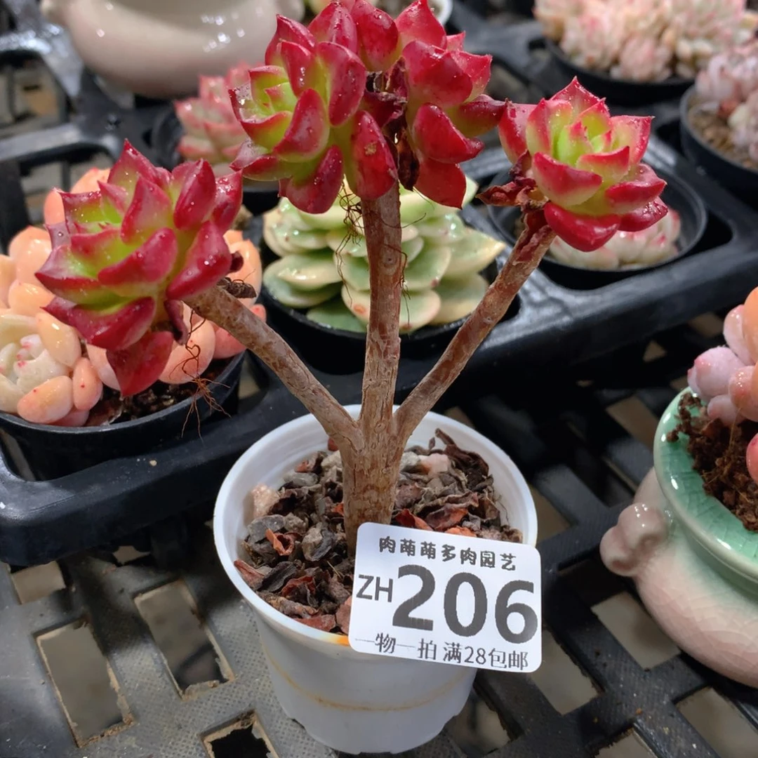 肉萌萌拇指盆精控多肉ZH206