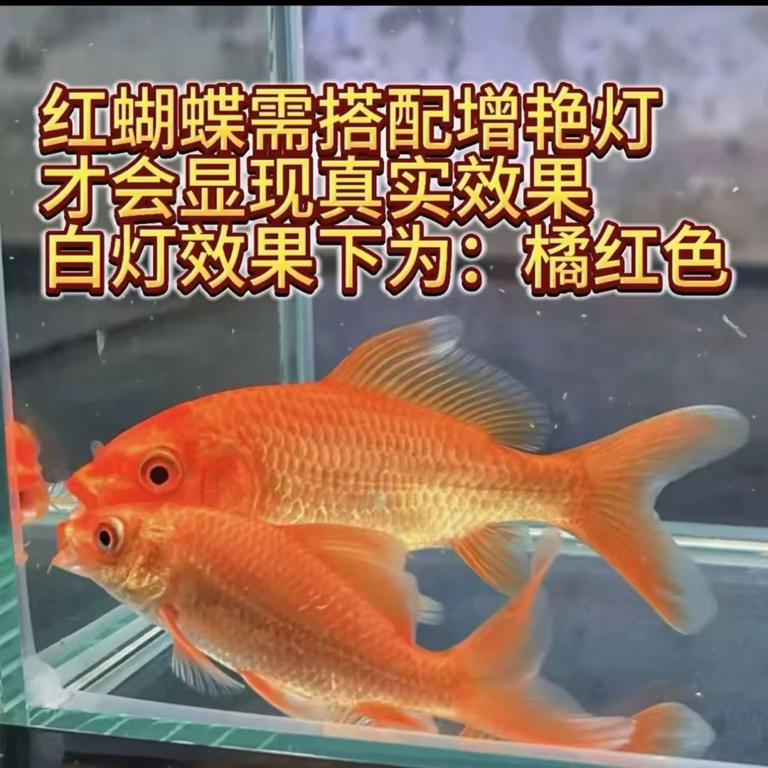 红蝴蝶鲤直播间一鱼一价，录开箱视频，入缸不包售后
