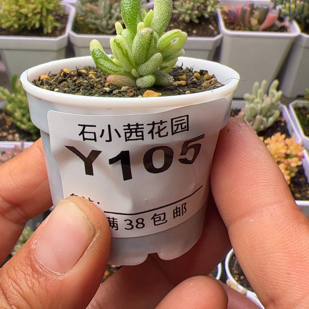 多肉植物枝干米粒拉丝锦