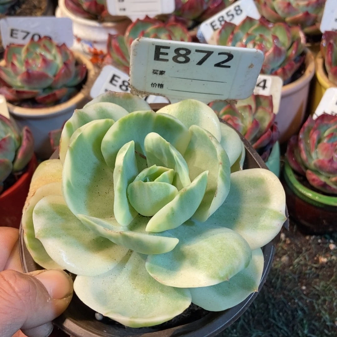 鸡蛋碧桃锦多肉植物872