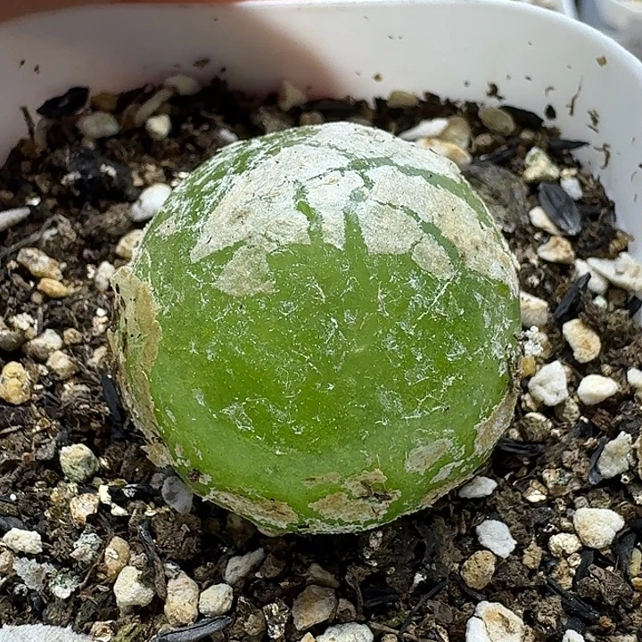 老马生石花3灯泡2423