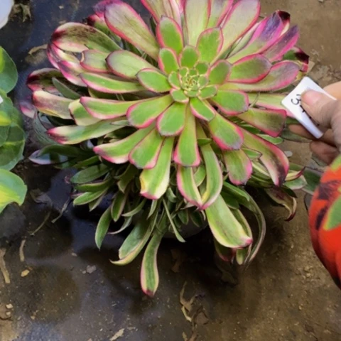 白月光多肉植物3411