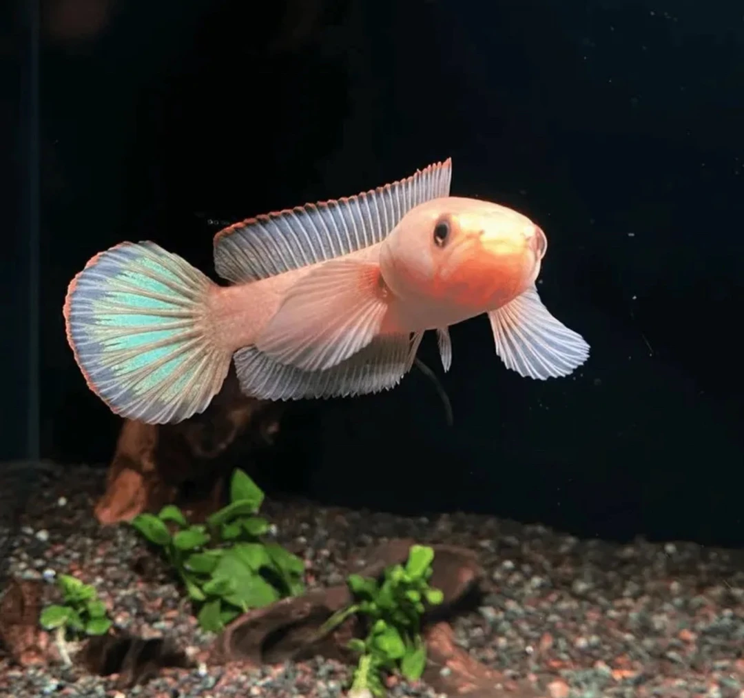 【顺丰双包】雷龙鱼直播间专拍（私拍发饲料）